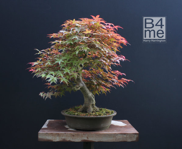 photographic backdrop